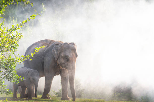 istock Elephants walking in the tropical rainforest rice field at sunrise 1205769677