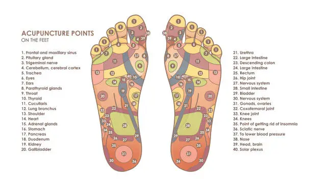 Vector illustration of Acupuncture points on the feet. Reflex zones on the feet. Chinese medicine. Vector illustration