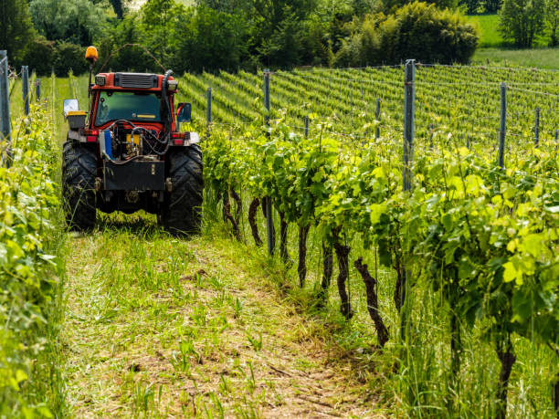 istock Tractor in the middle of the vineyards 1205770053