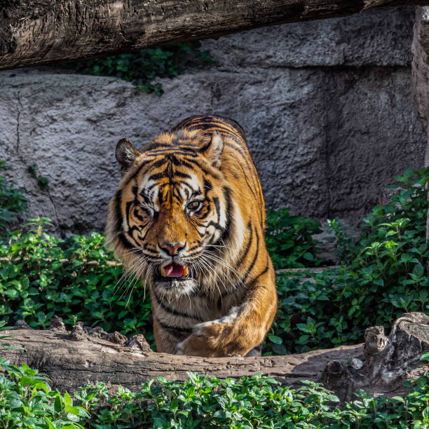 One Eyed Sumatran tiger (Panthera tigris sumatrae)