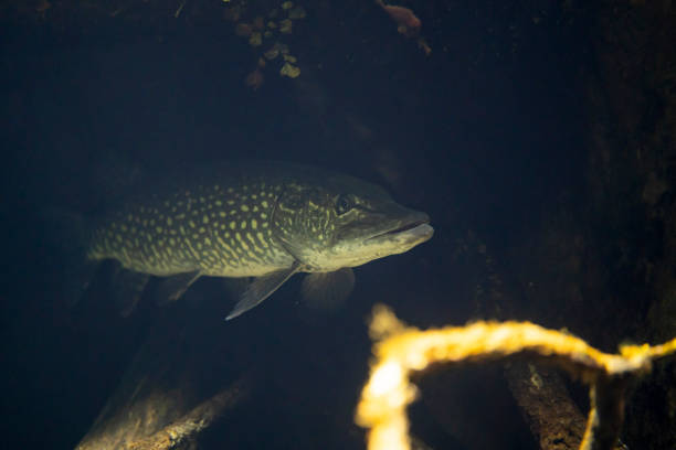 Esox lucius underwater, pike swimming underwater