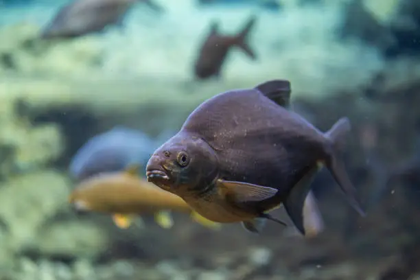 Photo of abramis brama underwater, Bream swimming underwater