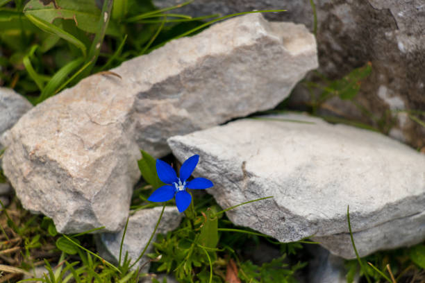 flowers captured in Bohinj valley Slovenia