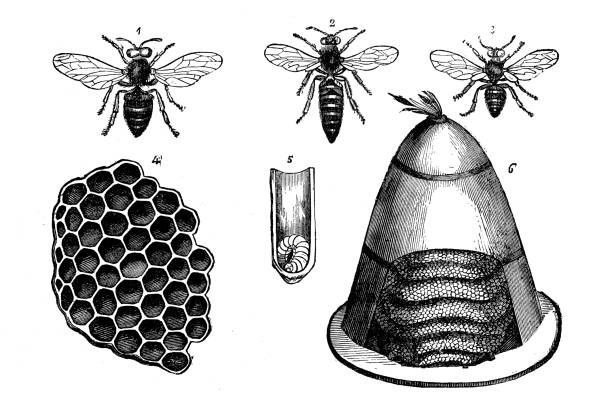 ilustrações de stock, clip art, desenhos animados e ícones de antique animal illustration: bees - colmeia ilustrações