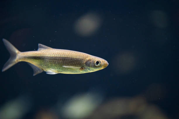 Chondrostoma nasus underwater, Chondrostoma nasus simming underwater