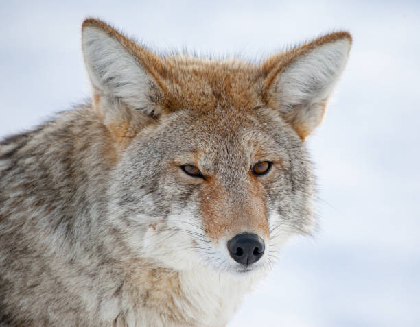 istock Yellowstone Coyote in Montana Winter Snow 1205775937