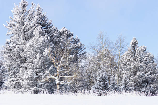 istock Heavy Snow in the Rockies 1205776755