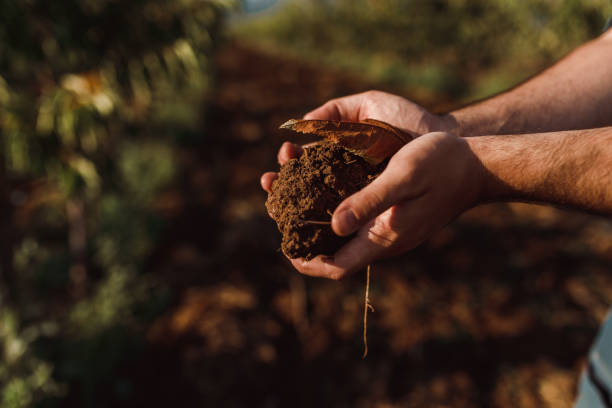 Human hands holding soil in the agricultural field