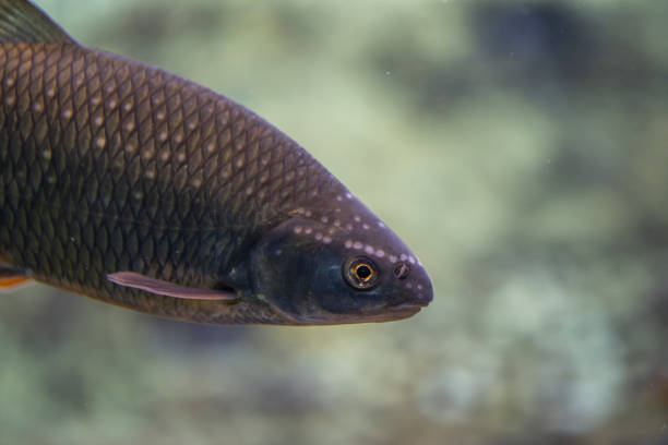 istock Rutilus meidingeri underwater, Perlfish swimming underwater 1205777196