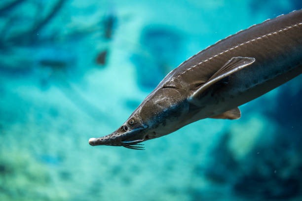 Accipenser naccarii underwater, Adriatic sturgeon swimming underwater Accipenser naccarii underwater, Adriatic sturgeon swimming underwater sturgeon fish stock pictures, royalty-free photos & images