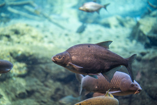 istock abramis brama underwater, Bream swimming underwater 1205778315