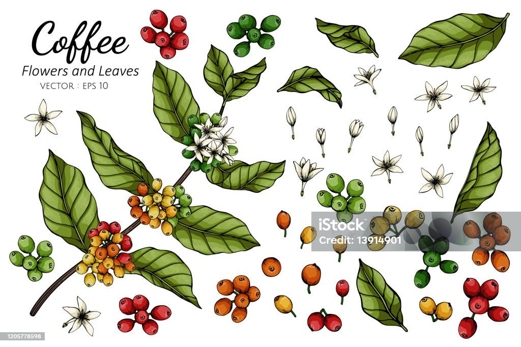 Ilustración de Ilustración De Dibujo De Flores Y Hojas De Café Con Arte Lineal Sobre Fondos Blancos y más Vectores Libres de Derechos de Café - Cultivo - iStock Ilustración de Ilustración De Dibujo De Flores Y Hojas De Café Con Arte Lineal Sobre Fondos Blancos y más Vectores Libres de Derechos de Café - Cultivo - iStock
