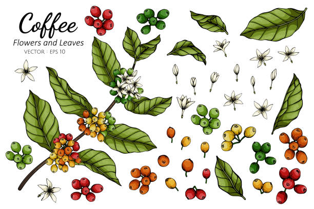 кофе цветок и лист рисунок иллюстрации с линией искусства на белом фоне. - coffee plant stock illustrations