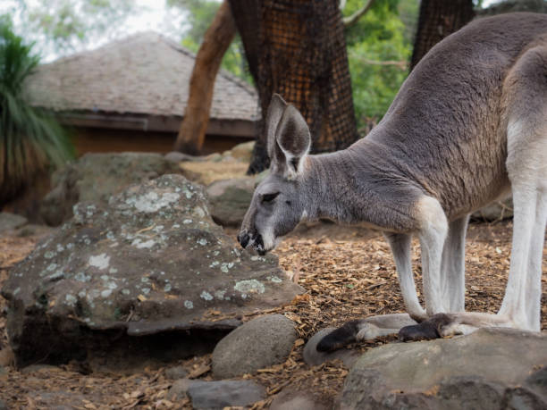 istock Closeup of a grey kangaroo in the zoo. 1205778883