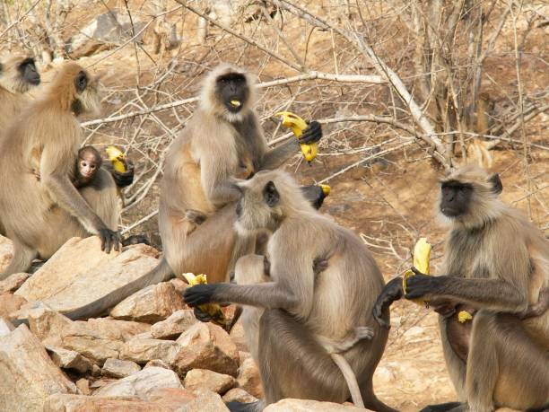 istock Wild monkeys by the roadside in Rajasthan 1205778950