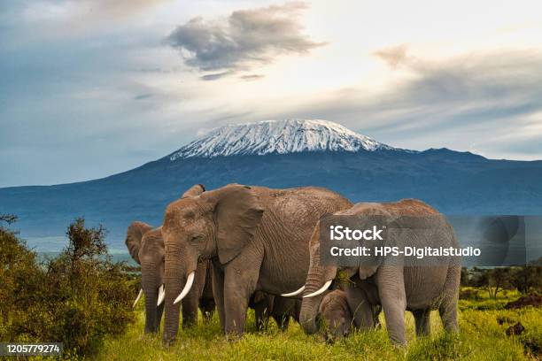 Elephants In Tsavo East And Amboseli National Park In Kenya Stock Photo - Download Image Now