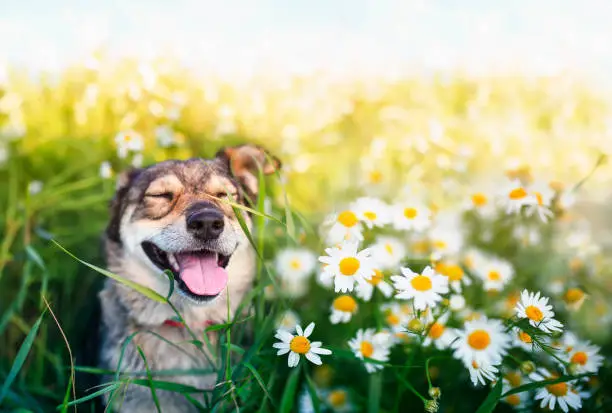 portrait of a cute brown dog sitting on a summer tree Sunny meadow in white flowers of daisies and cute smiles