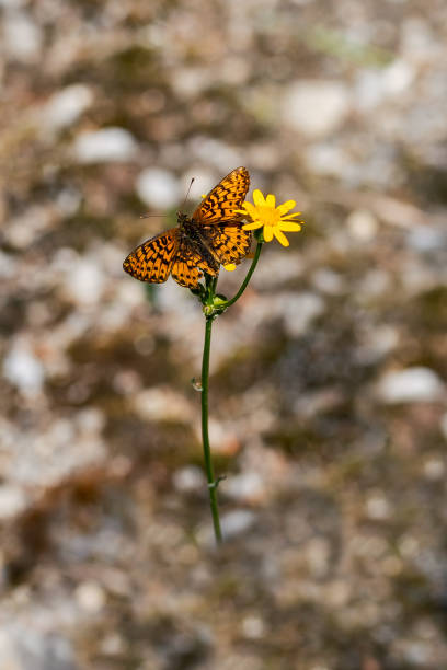 istock Butterfly on a Yellow Flower 1205780294