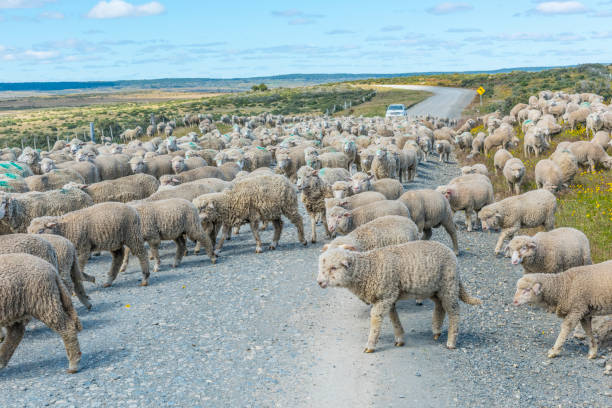 Herd of sheep on the road in Tierra del Fuego Herd of merino sheep on the road to farm in Tierra del Fuego, Argentina tierra del fuego archipelago stock pictures, royalty-free photos & images
