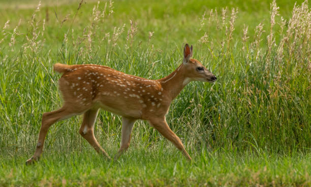 istock July Fawn 1205781570