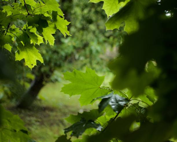 istock Smell of green fresh summer rain background 1205781931