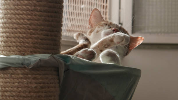 istock Relaxing close-up cat portrait 1205782048