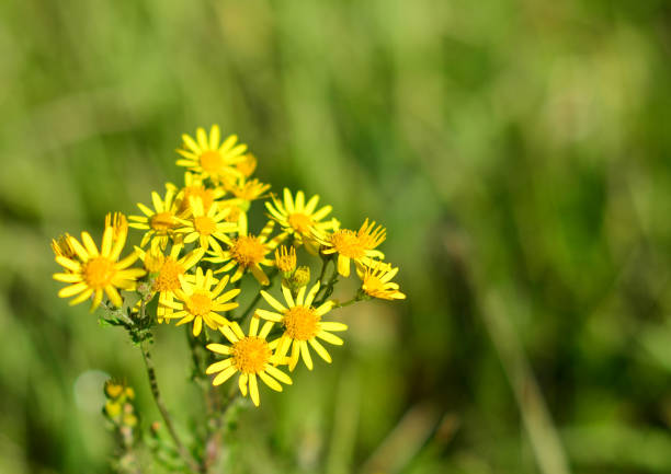 istock Wild yellow daisy flowers on blurred greenish nature background 1205782426