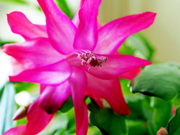 istock beautiful scarlet blooming Christmas cactus 1205783088