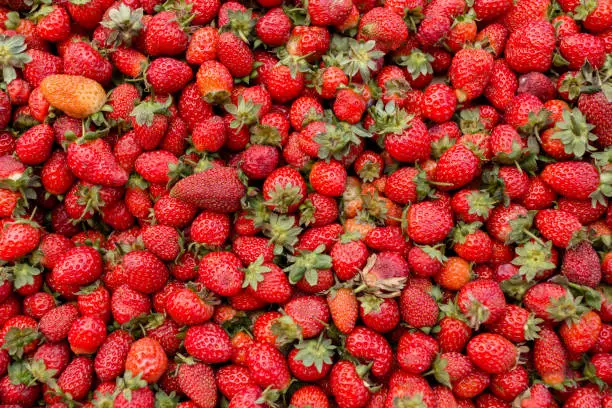 Fresh red ripe organic strawberry on the farmers market. Close-up berry background. Healthy vegan food.