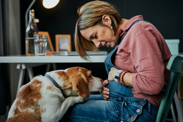 smiling charming caucasian pregnant woman sitting at home office, touching belly and looking at her beloved dog. dog is curious and wants to play with her. - pregnant animal imagens e fotografias de stock