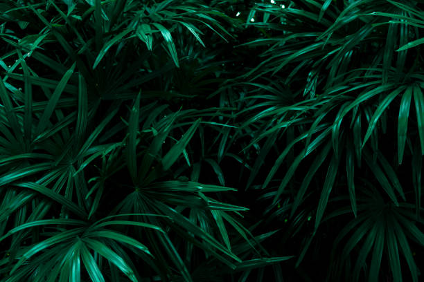 istock Colorful leaves on a bright green nature background in a dark corner. 1205783816