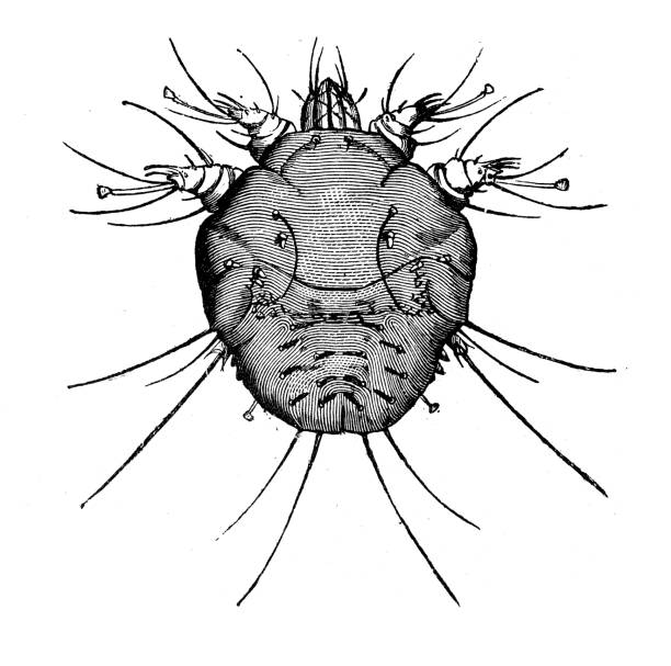 Antique animal illustration: Sarcoptes scabiei (itch mite) Antique animal illustration: Sarcoptes scabiei (itch mite) sarcoptes scabiei stock illustrations