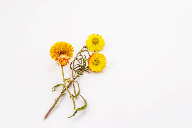 istock Dry plants isolated on white background 1205786168