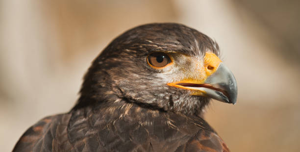 istock harris eagle close-up beak brown eyes light brown background 1205786215