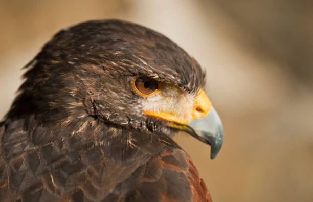 istock harris eagle close-up beak brown eyes light brown background 1205786232