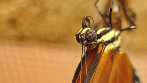 istock Close up of a butterfly 1205786290