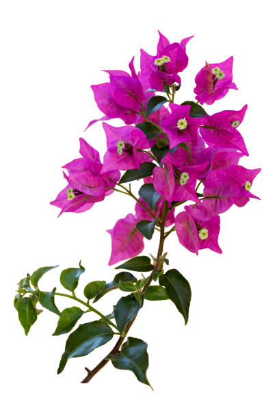 Beautiful bougainvillea flowers on a twig with green leaves. Isolated on white background. stock photo
