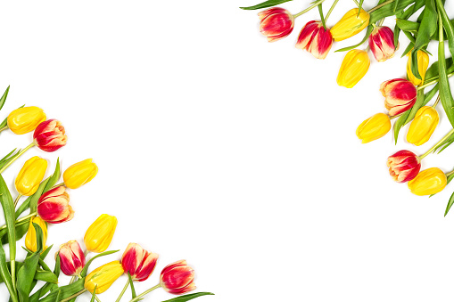 Spring mockup. Beautiful red and yellow tulips on white background. Space for your text. Top view. Flat lay. Can be used as a greeting card.