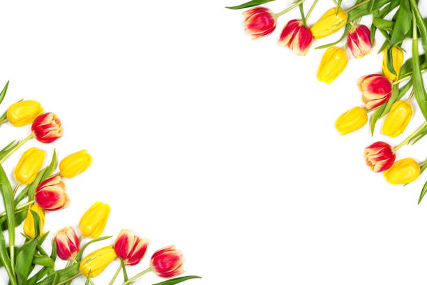 Spring mockup. Beautiful red and yellow tulips on white background. Space for your text. Top view. Flat lay stock photo
