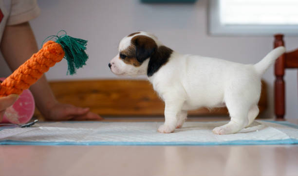istock Puppy dog Jack Russell terrier posing for a photo. 1205786488