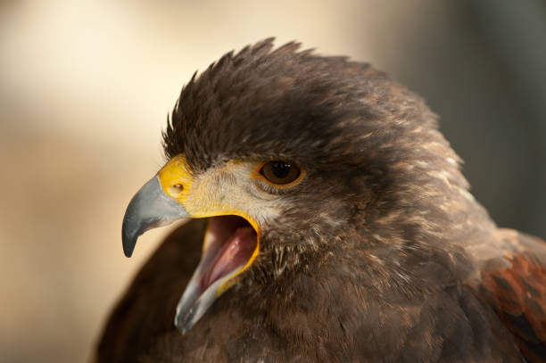 istock harris eagle close-up open beak brown eyes brown background 1205786503