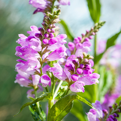 Close up of purple tubular flowers of obedient Plant, Physostegia virginiana. Wisconsin, USA.