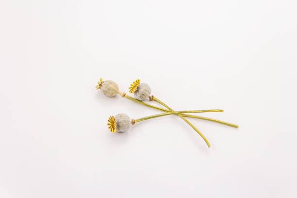 istock Dry plants isolated on white background 1205786698