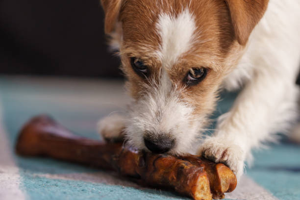 istock The puppy eats a bone. Dog Jack Russell Terrier. 1205787550