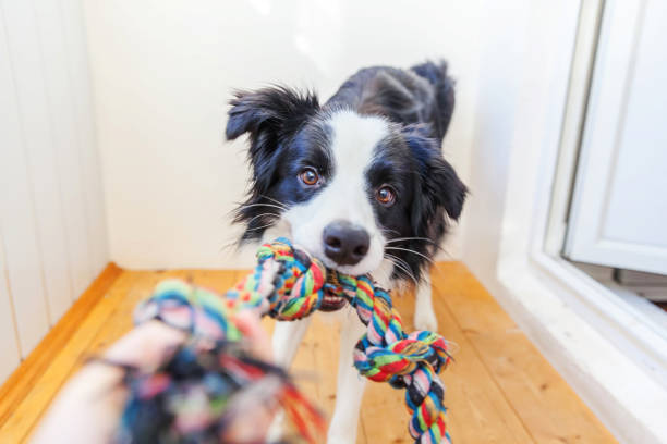 funny portrait of cute smilling puppy dog border collie holding colourful rope toy in mouth. new lovely member of family little dog at home playing with owner. pet care and animals concept - dog happiness playing pets imagens e fotografias de stock