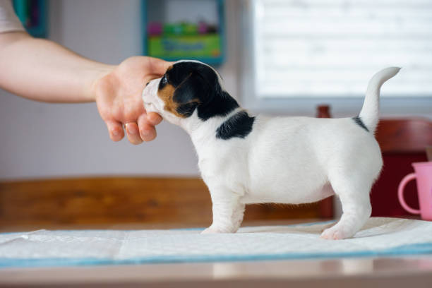 istock Puppy dog Jack Russell terrier posing for a photo. 1205787771