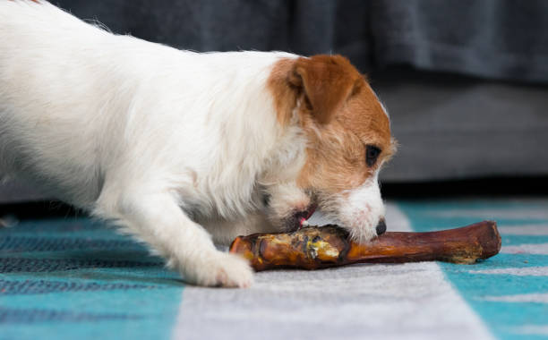 istock The puppy eats a bone. Dog Jack Russell Terrier. 1205787812