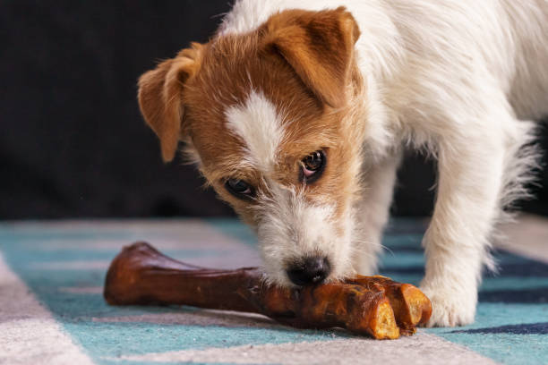 istock The puppy eats a bone. Dog Jack Russell Terrier. 1205787975