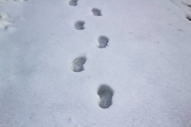 istock A steps against snow background. footprints on white snow background of boots. Human traces on snow. 1205788117