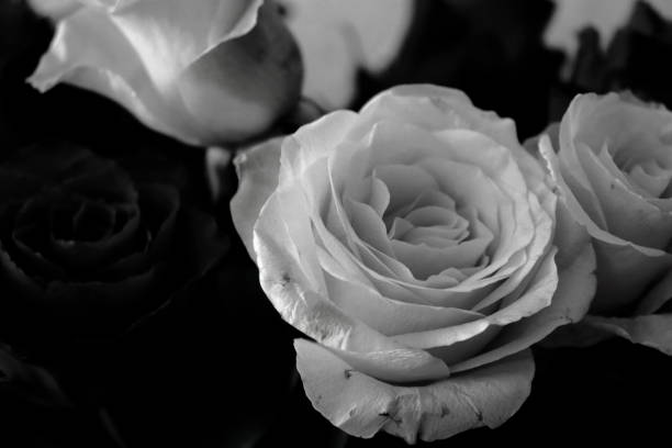 istock Black and white close up of rose. 1205789546